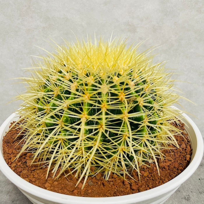 サボテンの王様 金鯱 7号鉢 大型 観葉植物 多肉植物 金シャチ