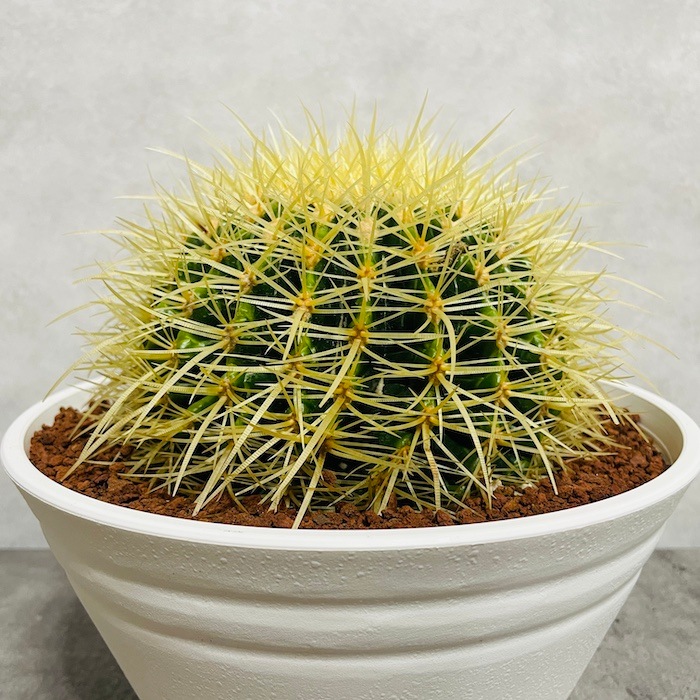 サボテンの王様 金鯱 7号鉢 大型 観葉植物 多肉植物 金シャチ