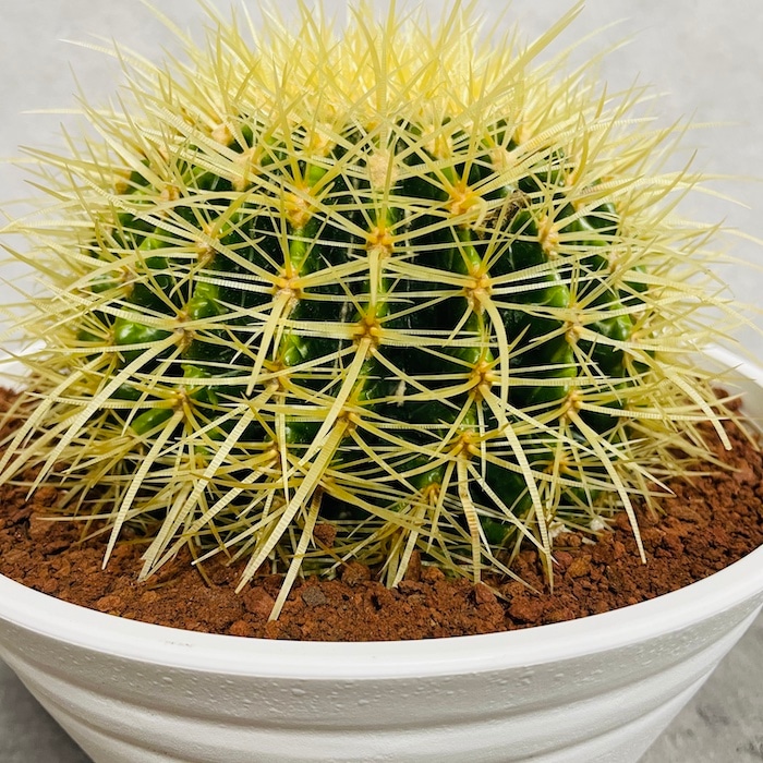 サボテンの王様 金鯱 7号鉢 大型 観葉植物 多肉植物 金シャチ おしゃれ