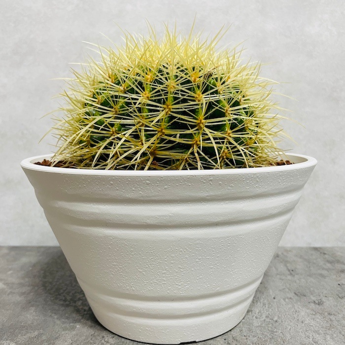 サボテン　金鯱❗鉢付き‼️ サボテンの王様 金鯱 7号鉢 大型 観葉植物 多肉植物 金シャチ おしゃれ