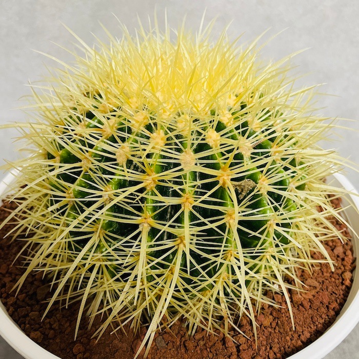 サボテンの王様 金鯱 7号鉢 大型 観葉植物 多肉植物 金シャチ