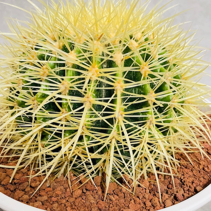 サボテンの王様 金鯱 7号鉢 大型 観葉植物 多肉植物 金シャチ