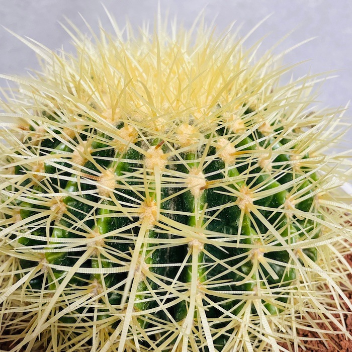 サボテンの王様 金鯱 7号鉢 大型 観葉植物 多肉植物 金シャチ