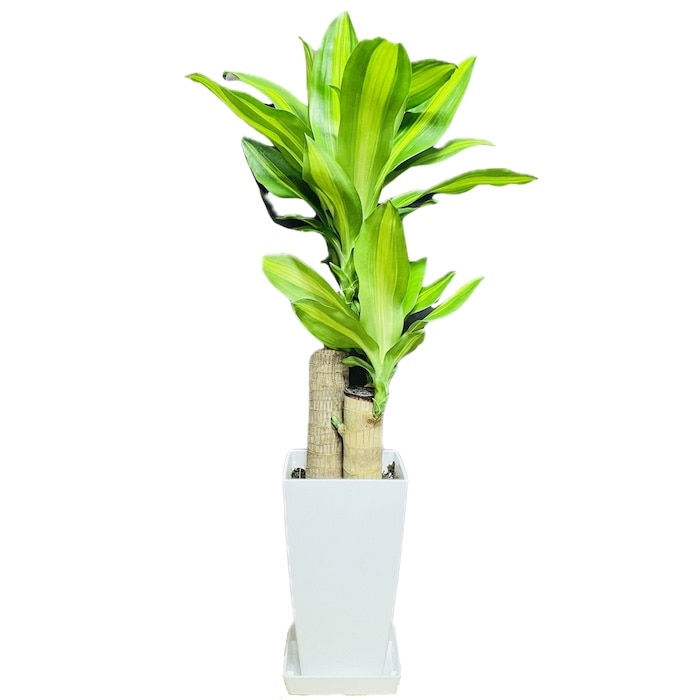 観葉植物 中程度の高さの緑の葉　幸福の木　マッサン　ゲアナ 幸福の木 (ドラセナ・マッサンゲアナ) 通販 【観葉植物の専門店