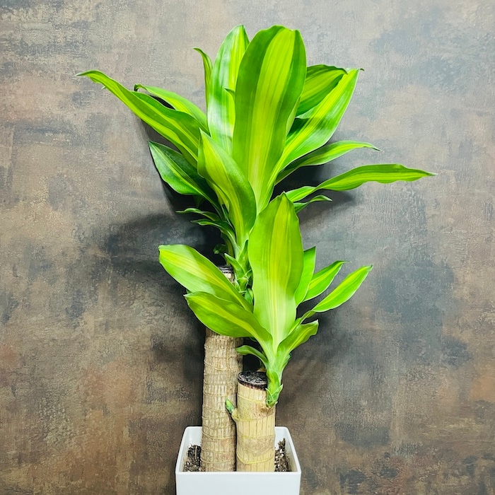 観葉植物 ドラセナ マッサンゲアナ 6号鉢 鉢底から70cm程度 幸福