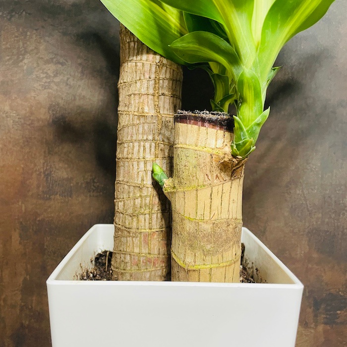 エバーフレッシュ 曲がり仕立て 大型 180㎝ 10号鉢 整った樹形 綺麗な実