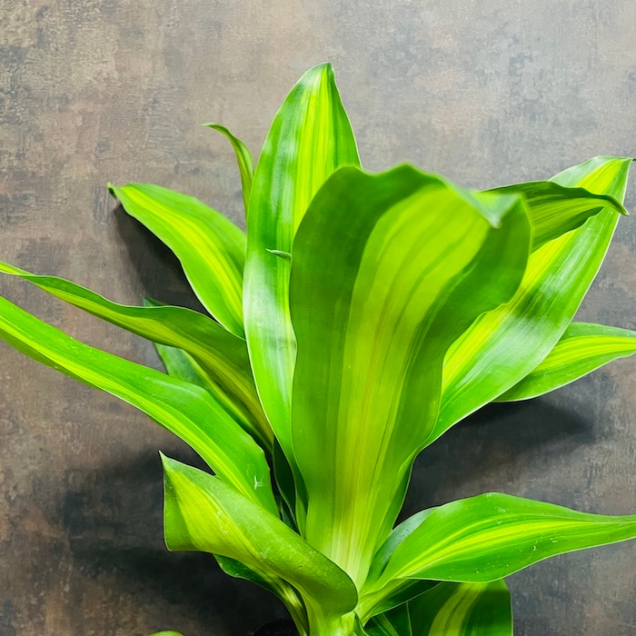 観葉植物 マッサンゲアナ 楽天市場】観葉植物 幸福の木 8号鉢 鉢カバーオプション 大型