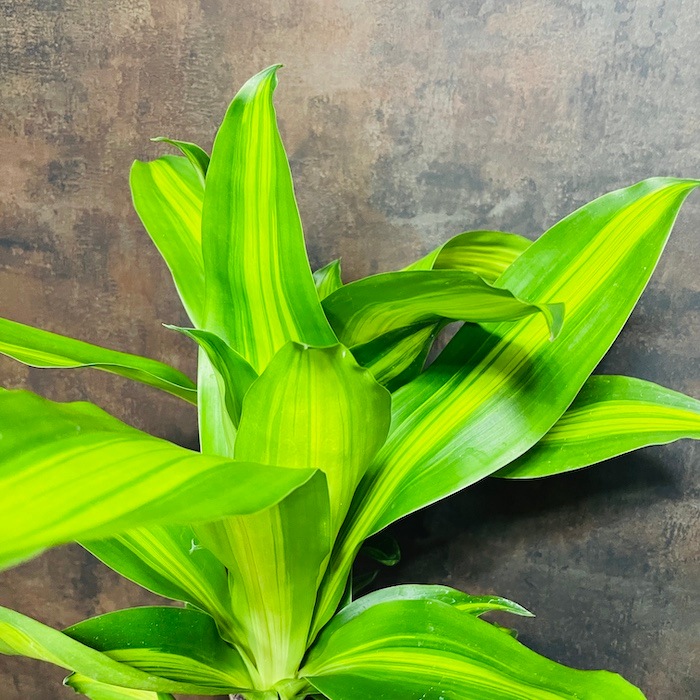 観葉植物 ドラセナ マッサンゲアナ 6号鉢 鉢底から70cm程度 幸福