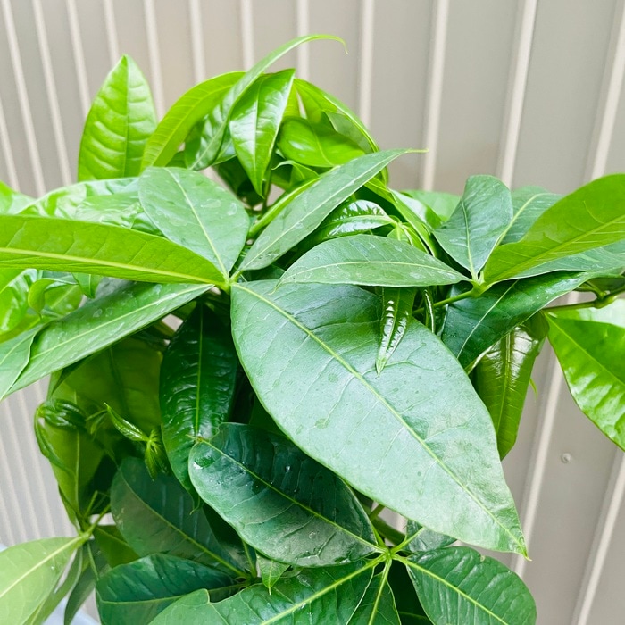 観葉植物 パキラ 5本編み 7号鉢 大型株 95cm 編み込み 発財樹 幸運の樹