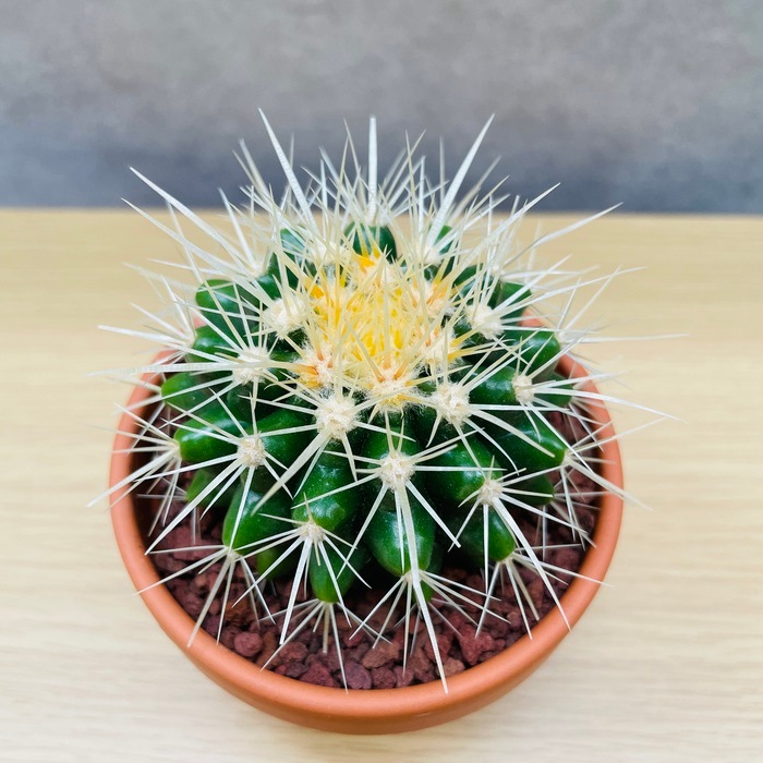 サボテンの王様 金鯱 3号鉢 観葉植物 多肉植物 金シャチ