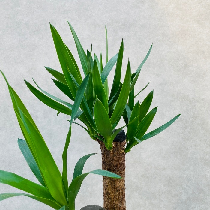 観葉植物 ユッカ エレファンティペス 6号鉢 鉢底から65cm程度