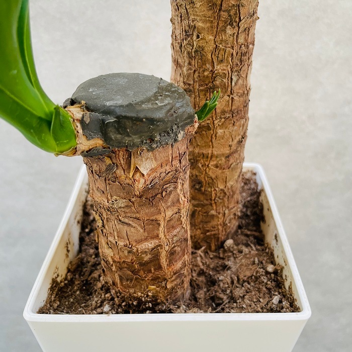 観葉植物 ユッカ エレファンティペス 6号鉢 鉢底から65cm程度