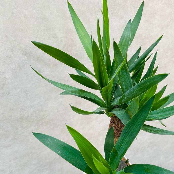 エレファンティペス6年・1m50㌢程 エレファンテペス・1m50㌢・6年 エレファンティペス・1m50㌢程