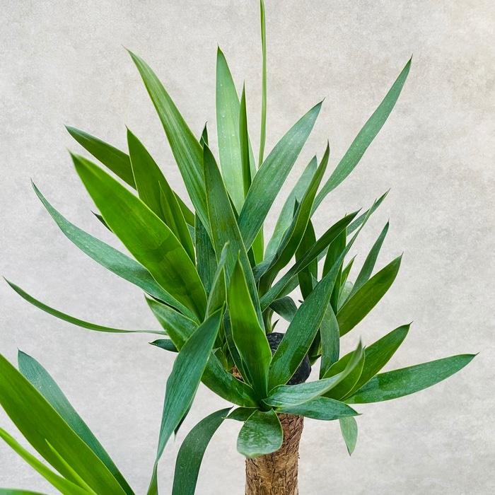 越冬済み まとめ買いOK エレファンティペス　メキシコ　ユッカ　サボテン　アガベ 人工観葉植物 フェイクグリーン 大型 ユッカ・エレファンティ