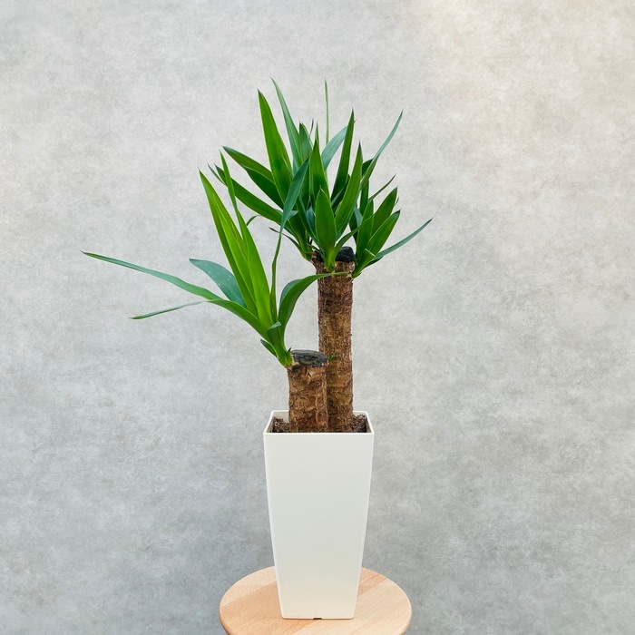 ユッカの木 約3メートル超え 観葉植物 9_000000001643.jpg?1714093602