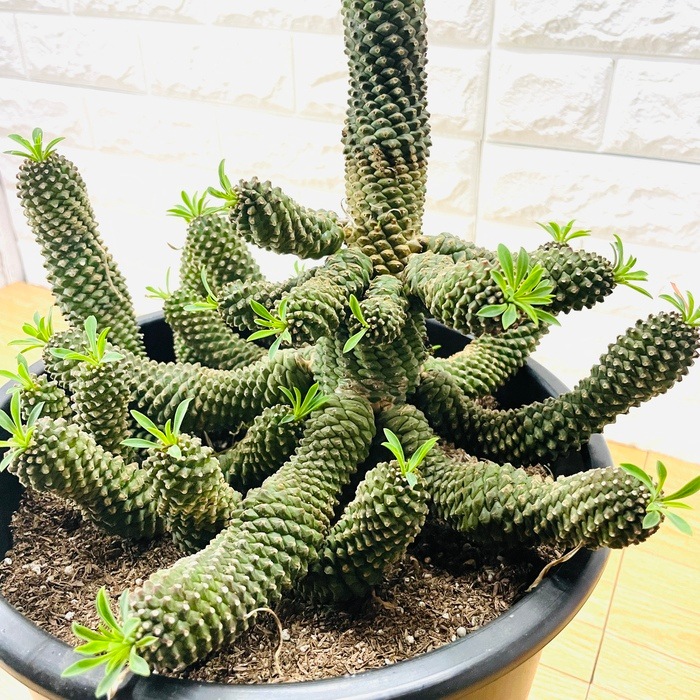【現品】ユーフォルビア・ソテツキリン　6号　白鉢　（4） 観葉植物 ユーフォルビア ソテツキリン 4号鉢苗 パイナップル