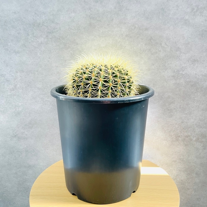 Junichi Fujiwara サボテン 金鯱　 直径約30から32cm Junichi Fujiwara サボテン 金鯱 直径約30から32cm 発根済】30cm
