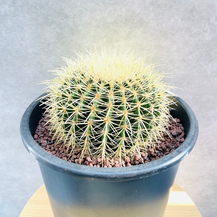 サボテン 金鯱 キンシャチ 8号 観葉植物 サボテンの王様 金鯱 8号鉢 大型 観葉植物 多肉植物 金シャチ