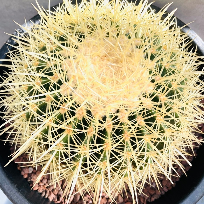 ⭐︎5月6日発送⭐︎サボテン 金鯱 キンシャチ 7号 観葉植物 セラアート丸鉢 hanaerikaheh2008y_sb-ssk60