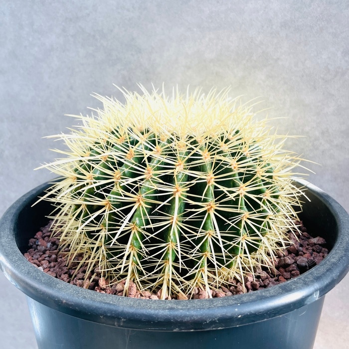 SALE キンシャチ サボテン 金鯱8号 サボテンの王様 金鯱 8号鉢 大型 観葉植物 多肉植物 金シャチ