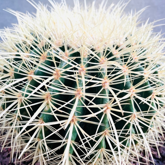 サボテンの王様 金鯱 8号鉢 大型 観葉植物 多肉植物 金シャチ