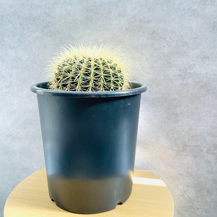 サボテンの王様 金鯱 8号鉢 大型 観葉植物 多肉植物 金シャチ