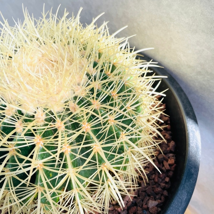 サボテン 金鯱 キンシャチ 8号 観葉植物 サボテンの王様 金鯱 8号鉢 大型 観葉植物 多肉植物 金シャチ