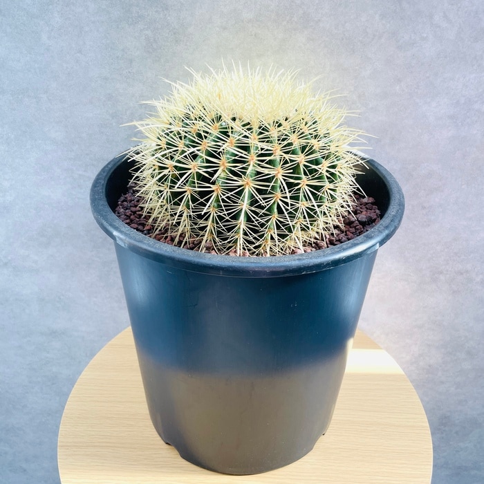 サボテンの王様 金鯱 8号鉢 大型 観葉植物 多肉植物 金シャチ