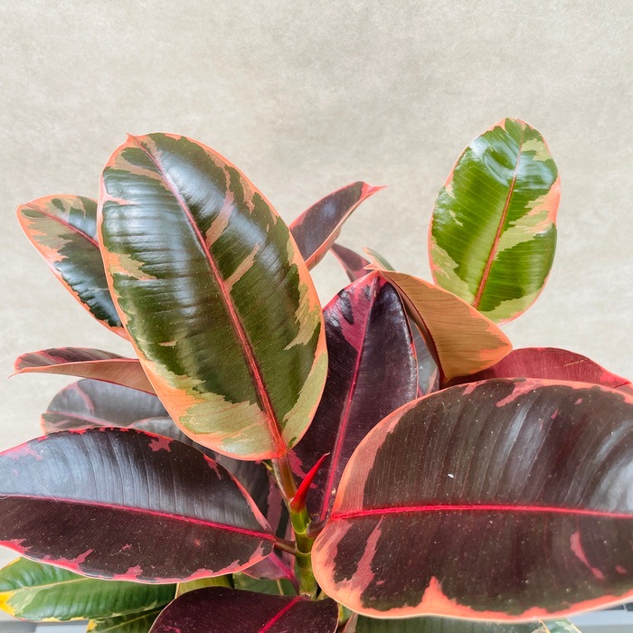 観葉植物 ゴムの木 フィカス ルビー 6号鉢 苗木 鉢植え ゴムノキ