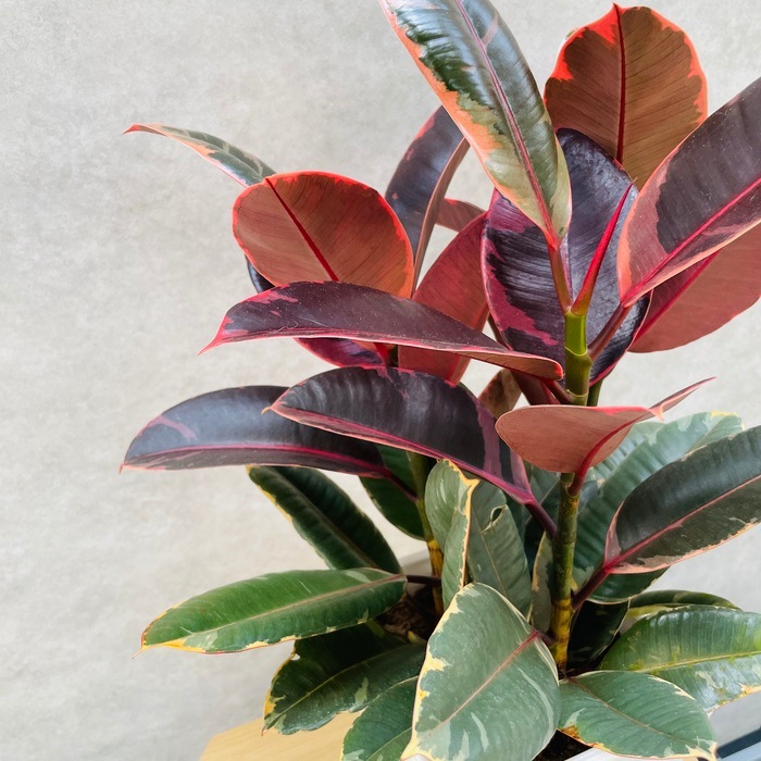 観葉植物 ゴムの木 フィカス ルビー 6号鉢 苗木 鉢植え ゴムノキ