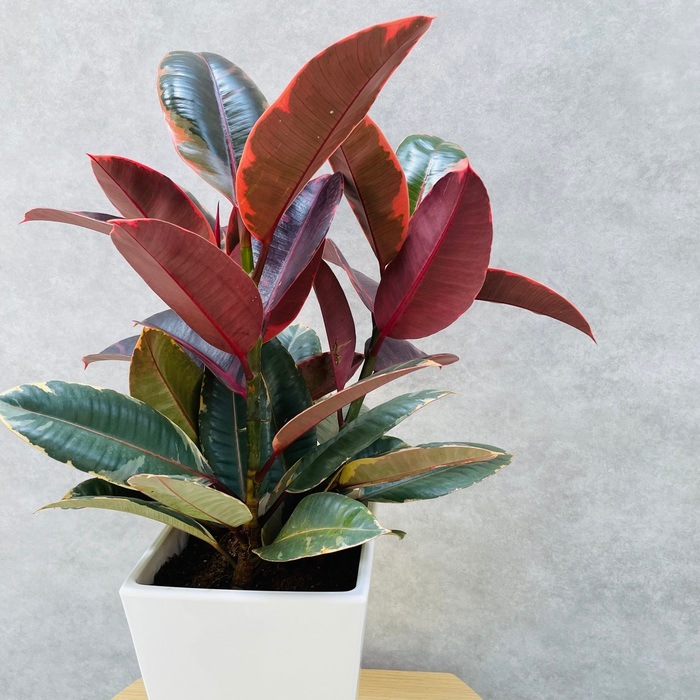 観葉植物 ゴムの木 フィカス ルビー 6号鉢 苗木 鉢植え ゴムノキ