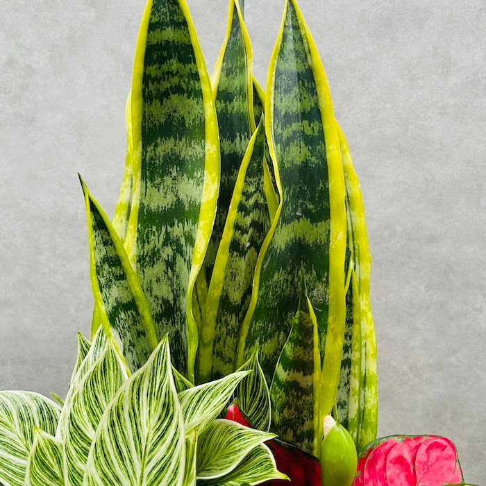 観葉植物 寄せ植え 6号鉢 3品種セット サンスベリア