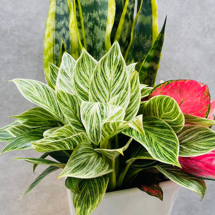 観葉植物 寄せ植え 6号鉢 3品種セット サンスベリア フィロデンドロン