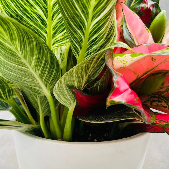 アグラオネマ、サンスベリア2鉢価格　なぁ 楽天市場】PLANCHU 観葉植物 アグラオネマ ゴースト 4号鉢