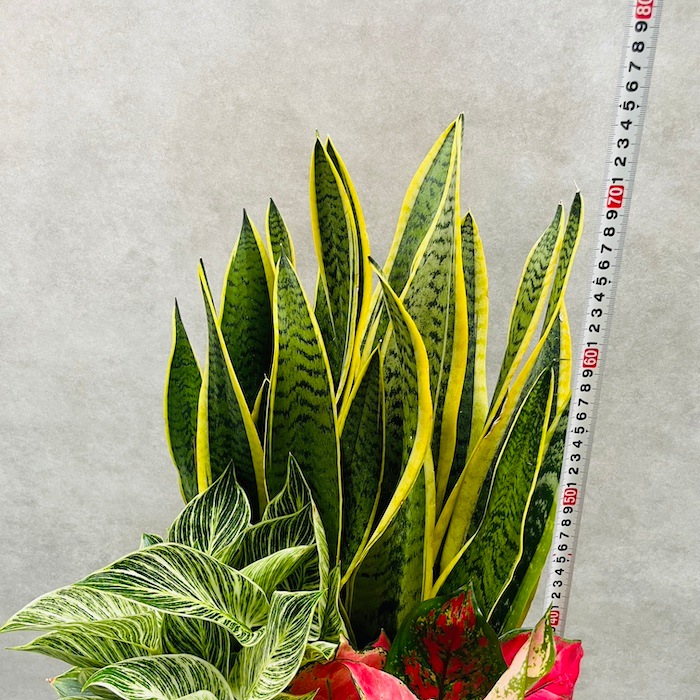 アグラオネマ、サンスベリア2鉢価格　なぁ 観葉植物 寄せ植え 花苗 6号鉢 3品種セット おしゃれ 玄関先