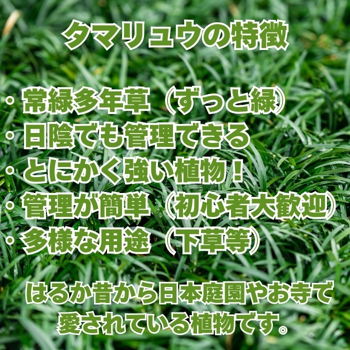 タマリュウ（玉竜）の特徴