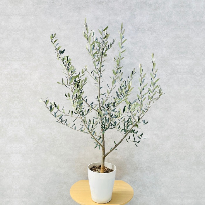 現品 オリーブの木 コレッジョラ 6号鉢苗 鉢底から130cm程度 開帳型