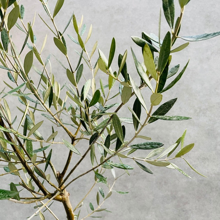 現品 オリーブの木 ミッション 6号鉢苗 鉢底から120cm程度 直立型
