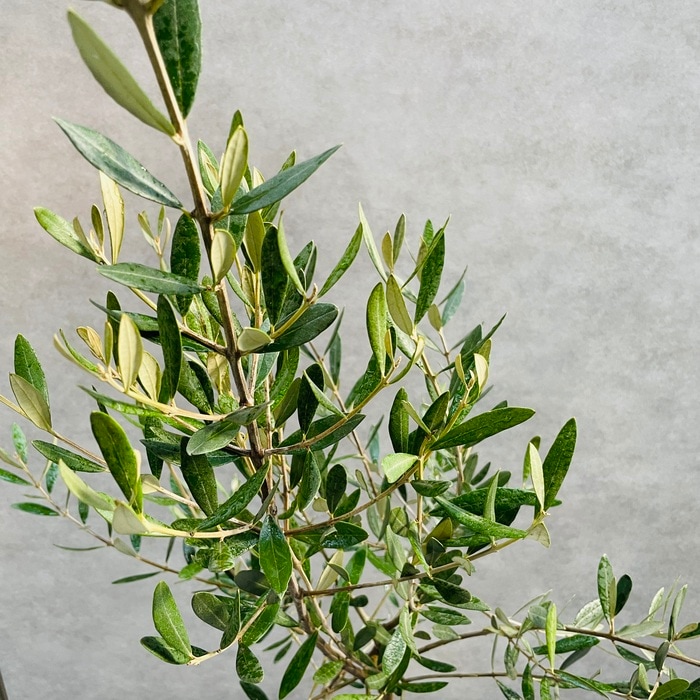 現品 オリーブの木 ミッション 6号鉢苗 鉢底から120cm程度 直立型