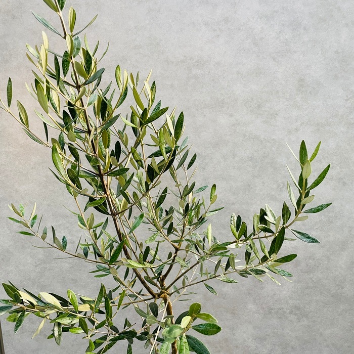 現品 オリーブの木 ミッション 6号鉢苗 鉢底から120cm程度 直立型