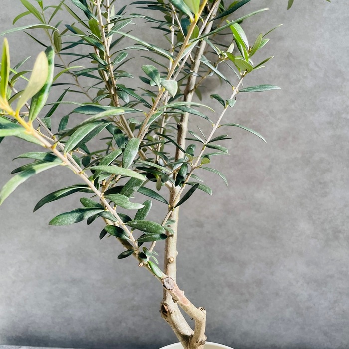 オリーブの木　ネバディロブランコ　約110cm　NO.1940　大型　現品掲載 オリーブの木 ネバディロブランコ 約110cm NO.1940 大型 現品掲載