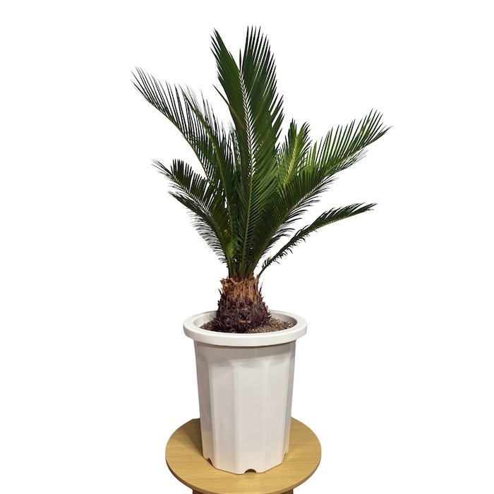 現品 観葉植物 ソテツ 蘇鉄 10号鉢苗 大型種類 大きい 鉢植え 和風
