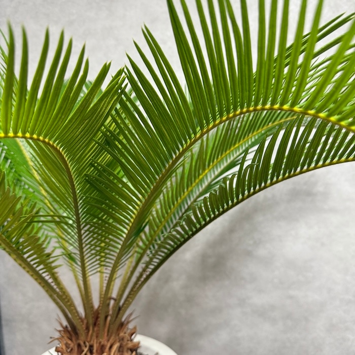 現品 観葉植物 ソテツ 蘇鉄 10号鉢苗 大型種類 大きい 鉢植え 和風