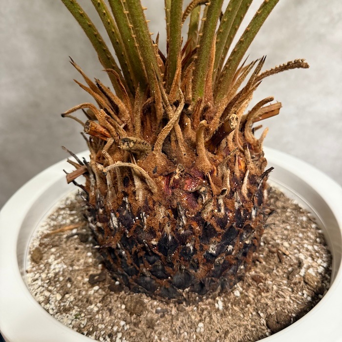 現品 観葉植物 ソテツ 蘇鉄 10号鉢苗 大型種類 大きい 鉢植え 和風