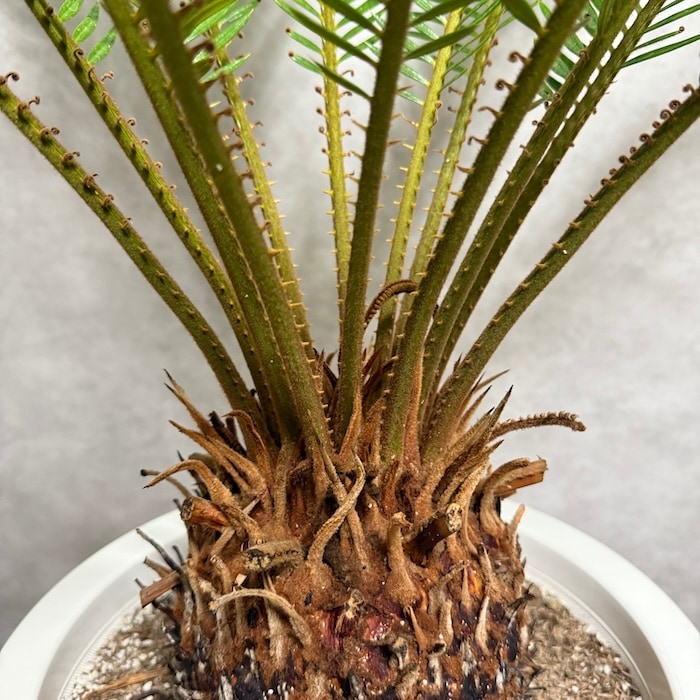 現品 観葉植物 ソテツ 蘇鉄 10号鉢苗 大型種類 大きい 鉢植え 和風