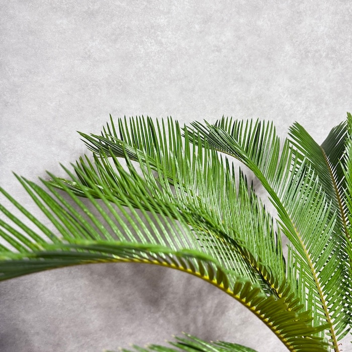 蘇鉄（ソテツ） 10号サイズ 大型観葉植物 南国リゾート風 楽天市場】現品 観葉植物 ソテツ 蘇鉄 10号鉢苗 大型種類 大きい