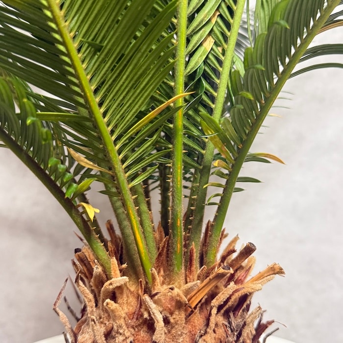 現品 観葉植物 ソテツ 蘇鉄 10号鉢苗 大型種類 大きい 鉢植え 和風
