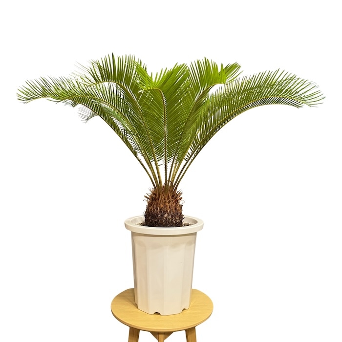 17_000000002254.jpg?1760492174