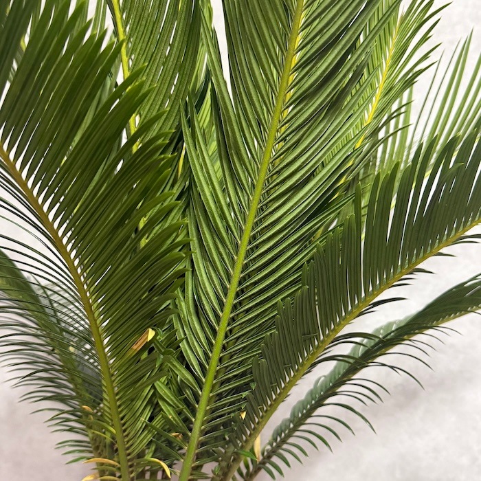 現品 観葉植物 ソテツ 蘇鉄 10号鉢苗 大型種類 大きい 鉢植え 和風