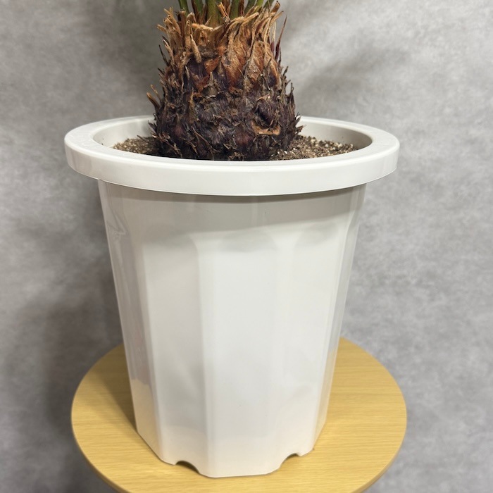 現品 観葉植物 ソテツ 蘇鉄 10号鉢苗 大型種類 大きい 鉢植え 和風